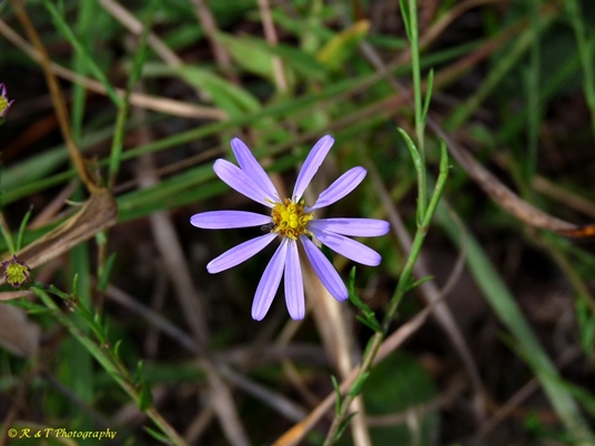 {Symphyotrichum concinnum}
